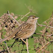 Golden-crowned Sparrow